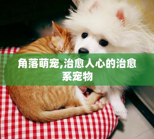 角落萌宠,治愈人心的治愈系宠物