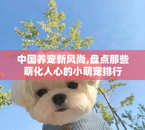 中国养宠新风尚,盘点那些萌化人心的小萌宠排行