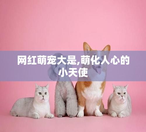 网红萌宠大是,萌化人心的小天使