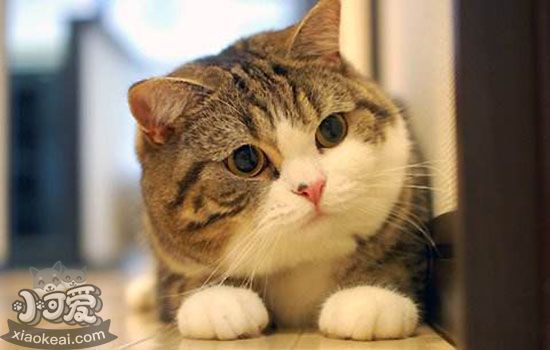 猫发情在什么季节 除了繁殖还有其他办法吗