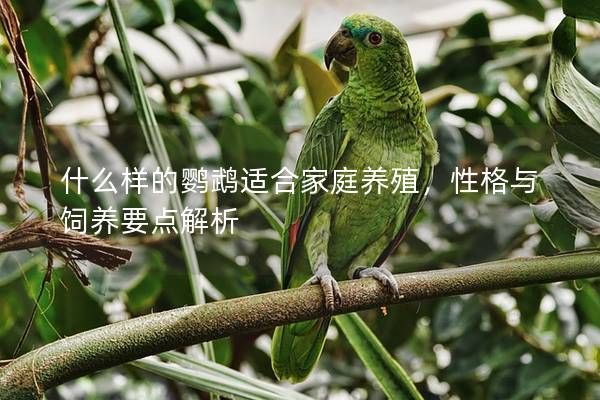 什么样的鹦鹉适合家庭养殖，性格与饲养要点解析