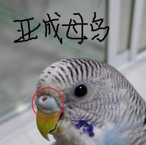 揭秘:宠物鸟如何通过特征判断年龄?