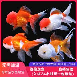 冷水观赏鱼狮子头金鱼活体好养耐活淡水大中小型鱼苗宠物鱼珍珠碟尾鎏金兰寿金鱼活体鱼苗 红狮 4-5CM3条