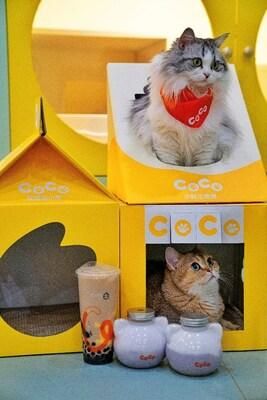 　　猫窝
