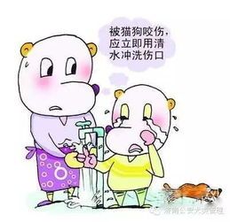 宠物受伤处理方法,仓鼠伤口急救指南
