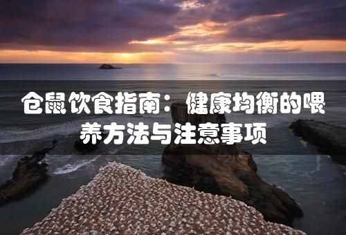 仓鼠饮食指南：健康均衡的喂养方法与注意事项