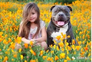 比特犬拉登:萌宠界的“小霸王”,萌态可掬!