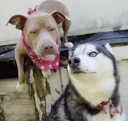 比特犬拉登:萌宠界的“小霸王”,萌态可掬!
