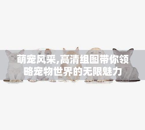 萌宠风采,高清组图带你领略宠物世界的无限魅力