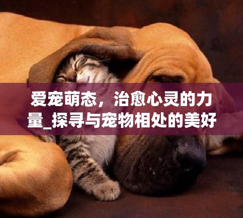 爱宠萌态，治愈心灵的力量_探寻与宠物相处的美好时光