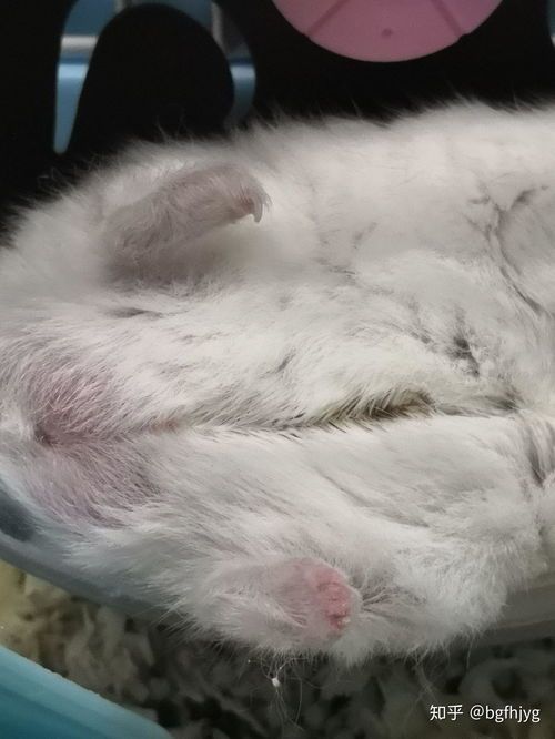 仓鼠睡眠姿势：萌宠睡姿大盘点