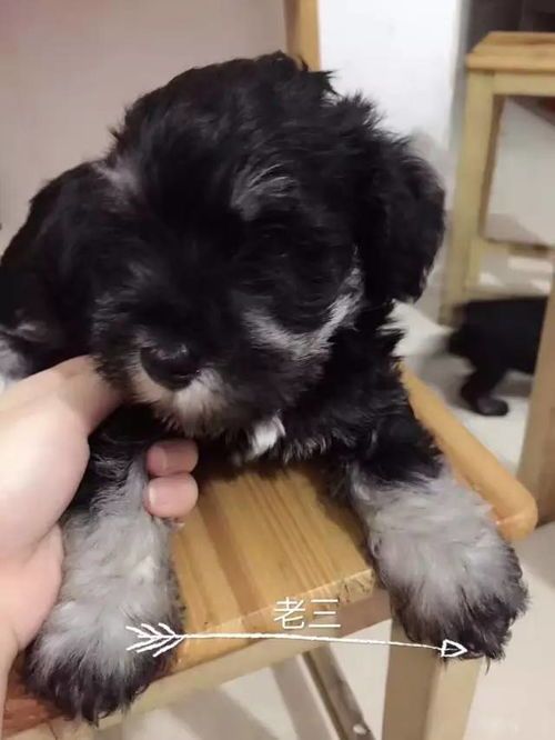 黑黄雪纳瑞,价格亲民,萌宠带回家!