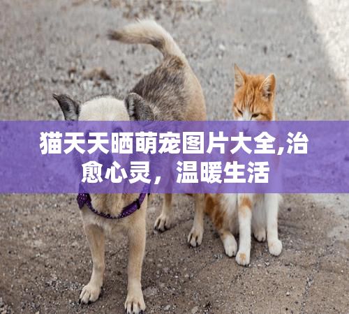 猫天天晒萌宠图片大全,治愈心灵，温暖生活