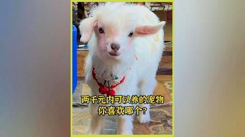“牛头梗萌宠，价格亲民，最低只需XXX元！”
