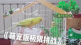 虎皮鹦鹉,萌宠新选择,一只足矣!