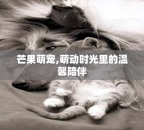 芒果萌宠,萌动时光里的温馨陪伴