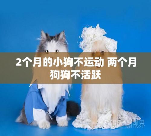 2个月的小狗不运动 两个月狗狗不活跃