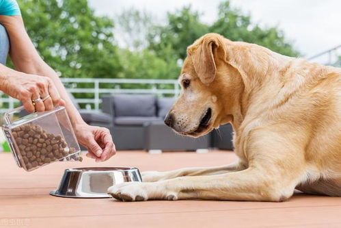 选择最适合拳师犬的狗粮,自制食谱让爱宠更健康!
