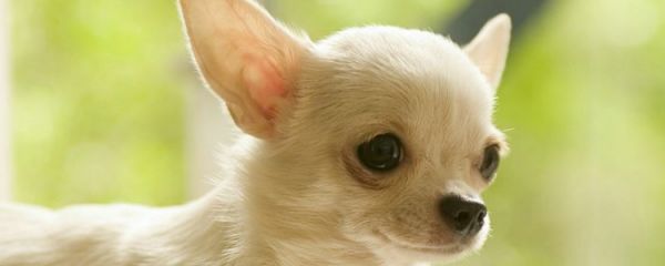 狗狗太瘦吃营养膏 吃营养膏也不能解决根本问题啊！