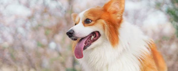 狗营养膏吃多了会怎么样 营养膏吃多了会不会有害