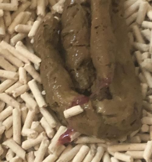 猫咪拉血怎么办？教你正确用药！（宠物医学指南，猫咪拉血吃什么药？解答完全攻略）