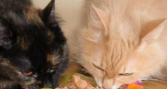 小猫饮食注意事项——是否能给小猫吃瘦猪肉（详解小猫饮食禁忌和建议）