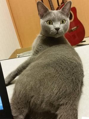 猫咪能否吃海鲜？（探讨猫咪与海鲜的关系，了解宠物饮食禁忌）