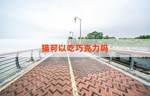 猫可以吃巧克力吗
