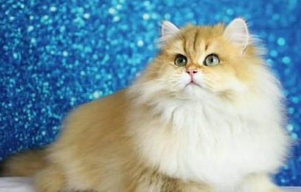 猫咪胰腺炎的饮食禁忌