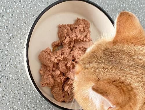 宠物猫饮食全面解析（探究宠物猫的饮食禁忌与健康饮食方法）