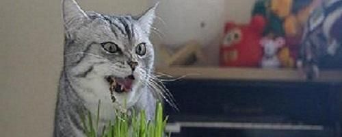 宠物猫饮食全面解析（探究宠物猫的饮食禁忌与健康饮食方法）
