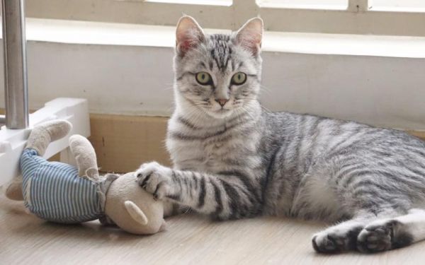 猫不能吃什么?有些禁忌你要知道