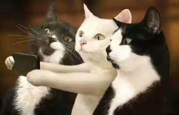 猫不能吃什么?有些禁忌你要知道