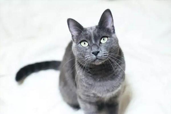 “宠物猫主猫”主猫饮食禁忌