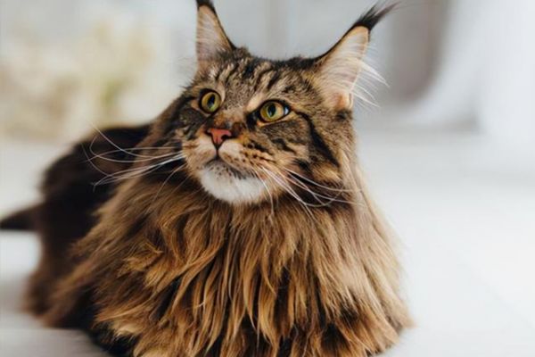 美国短毛猫:如何正确训练宠物猫？