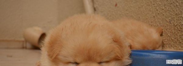猫跟貂能一起养吗_养雪貂和养猫区别