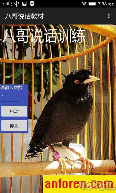 八哥说话教语专家