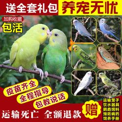虎皮鹦鹉活鸟中小型会说话的宠物鸟活物手养玄凤幼鸟小鸟活体鸟笼