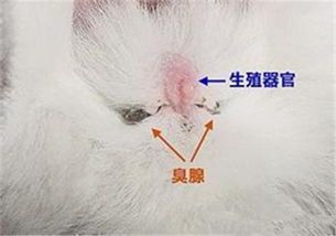 宠物臭腺清洁教程，轻松护理，健康相伴！