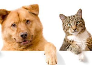 大白熊犬怀孕检测方法,宠物必备技能