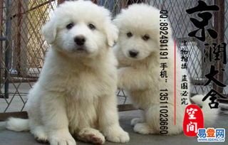 大白熊犬怀孕检测方法,宠物必备技能