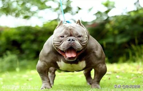 恶霸犬训练便便技巧,轻松养成好习惯