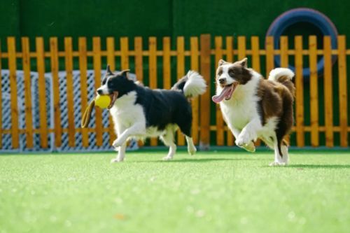 5月秋训犬技巧，宠物训练秘籍！