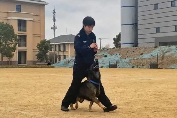 △周媛婷探长在训犬工作中