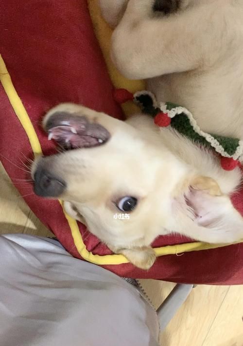 幼犬牙齿撞掉了，该怎么办（宠物主人必备）
