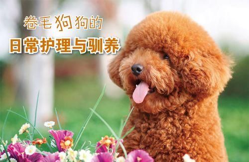 全方位狗狗护理指南（宠物主人必备的狗狗养护知识，让你的爱犬健康快乐）