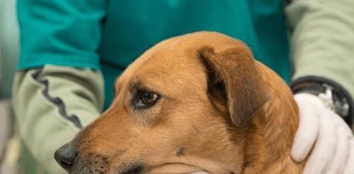 狗狗避孕指南（宠物主人必备的避孕常识）