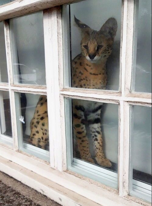 宠物薮猫：如何成为一名合格的薮猫主人？养薮猫必备知识和技巧