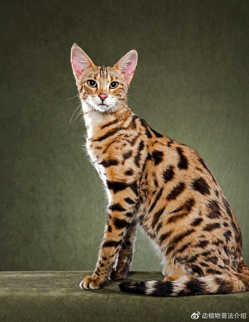 宠物薮猫：如何成为一名合格的薮猫主人？养薮猫必备知识和技巧