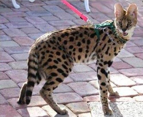 宠物薮猫：如何成为一名合格的薮猫主人？养薮猫必备知识和技巧
